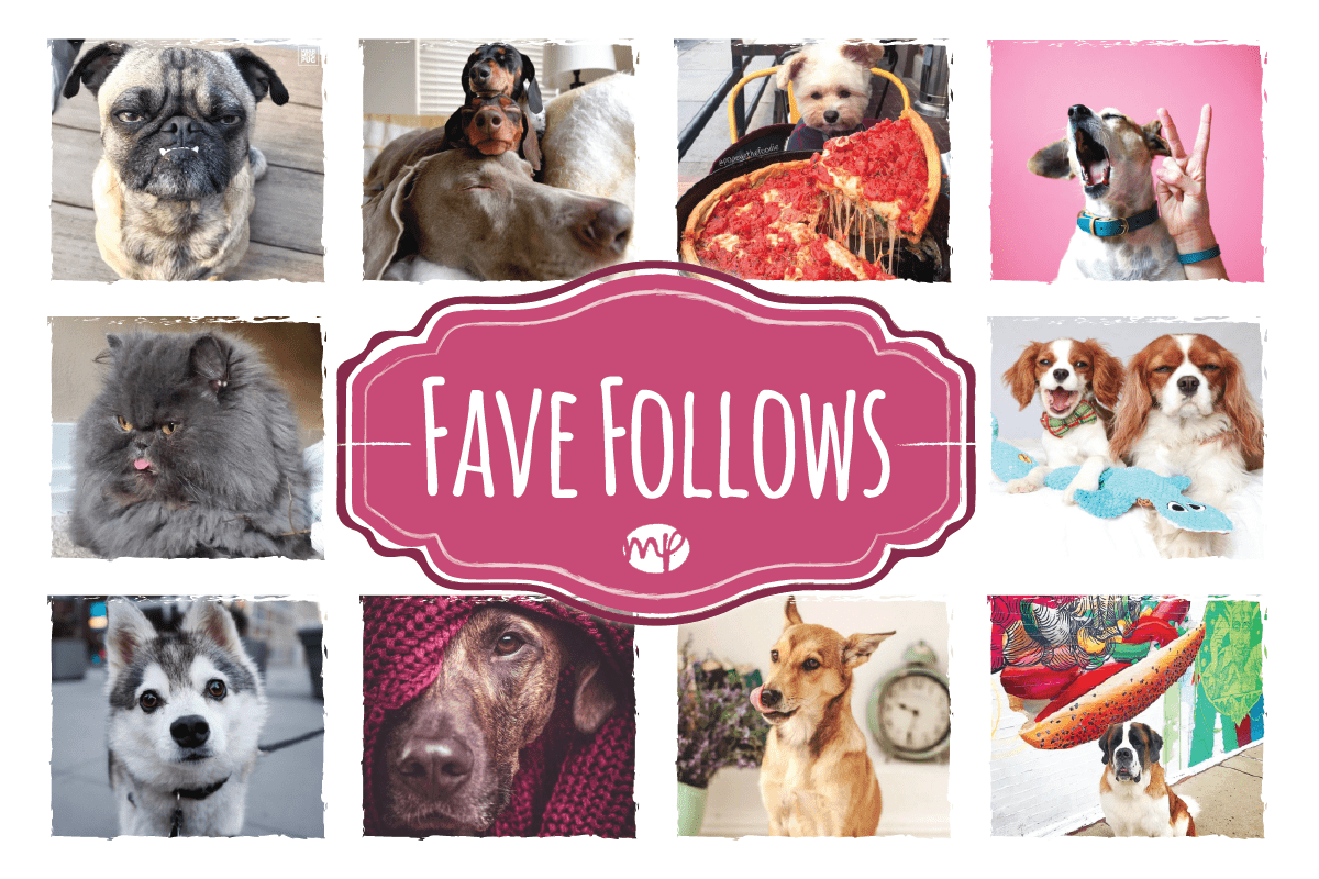 Fave Follows - Pet Influencers