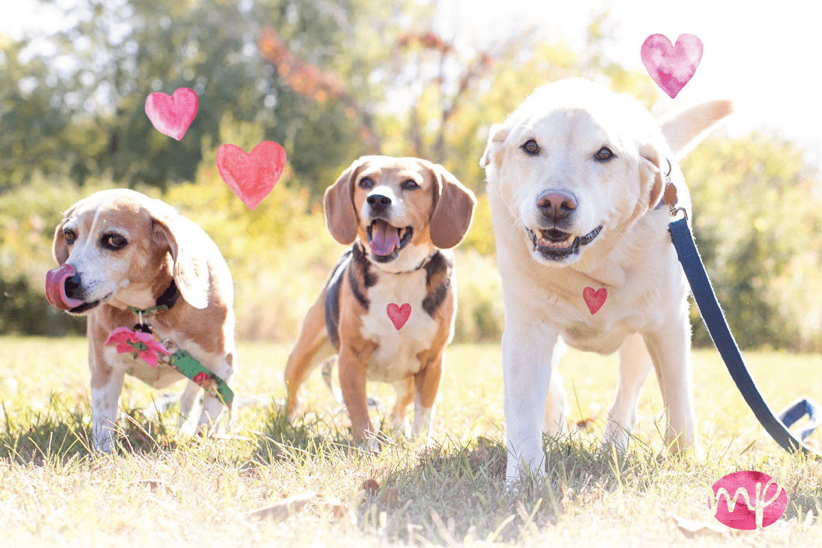 The Case for Canine Valentines