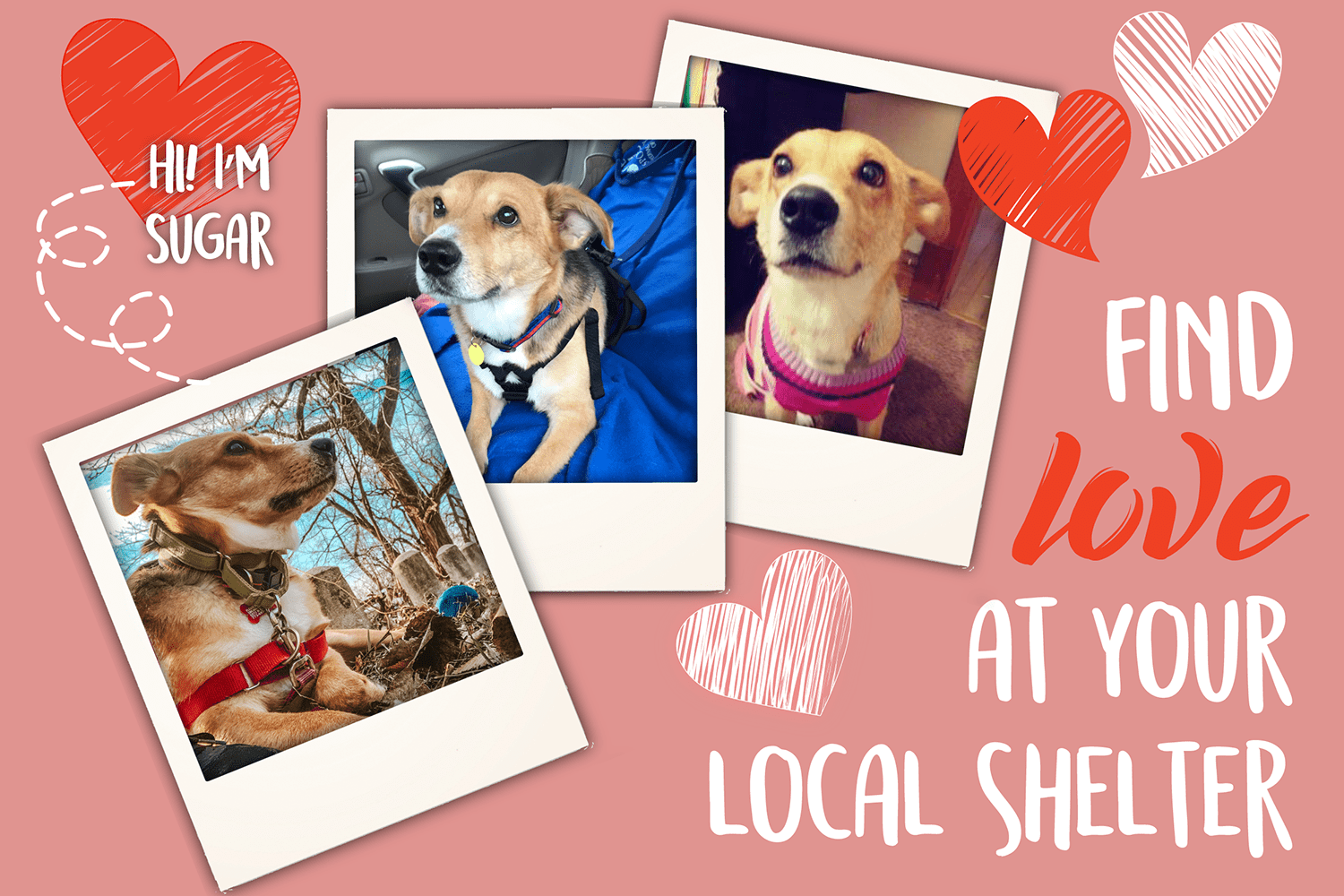 Find Love at Your Local Shelter - Valentine Blog