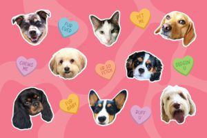 6 Ways to Celebrate Valentine's Day with Your Furry "Pal"entine